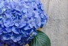 海蓝绣球（5月27日下午取花）， 蓝色绣球好看过分了呀！一枝原价59元，团购价16元/束 商品缩略图2