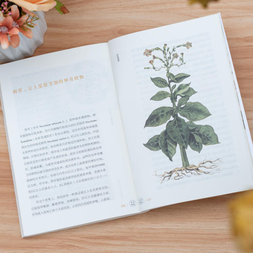 《植物的温柔与力量》礼盒 | 图文声结合，一起坠入植物的奇妙世界 商品图8