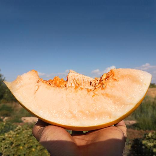 【善乙农品】军创联盟 甘肃民勤蜜瓜 金红宝 现摘现发 皮色如金 香甜