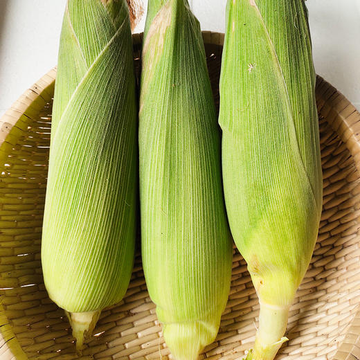 【预售 山东邹平基地现摘现发】黄糯玉米 香甜粘糯 15根 新鲜玉米棒