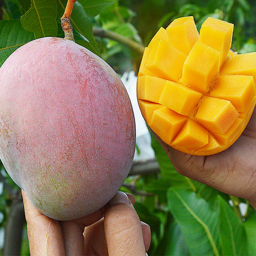 四川攀枝花凯特芒 芒果5斤/9斤装