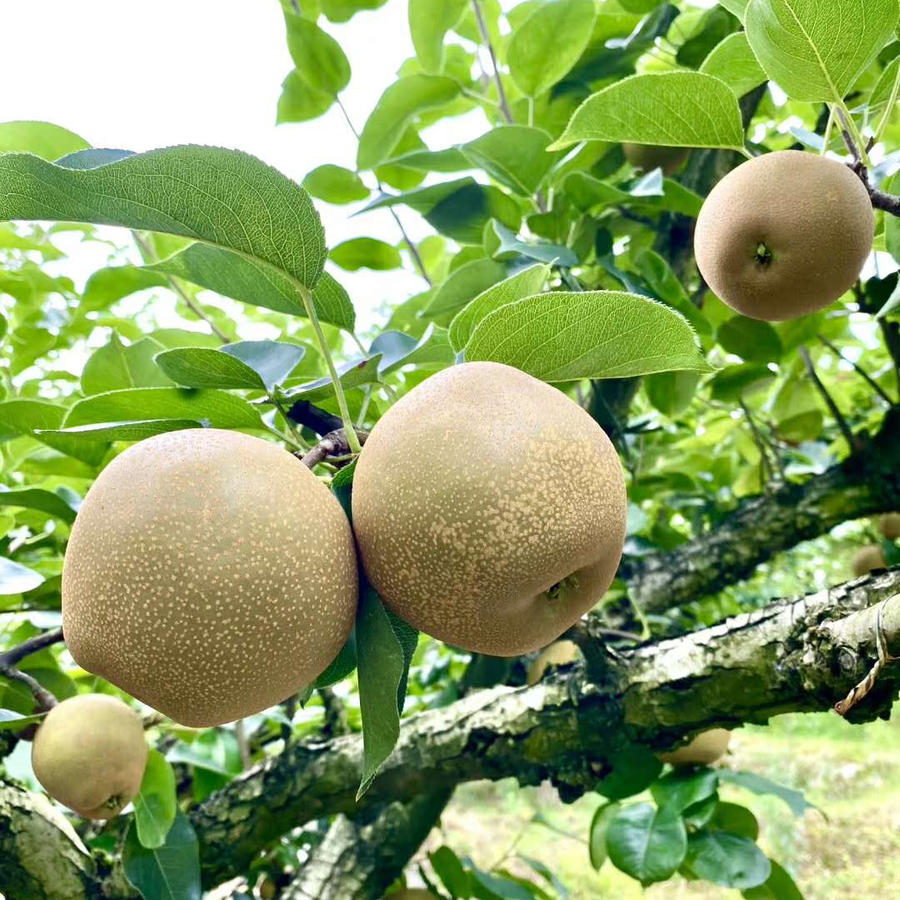 福建建宁翠冠梨首发 果园现摘 当季水果 全国发部分地区包邮