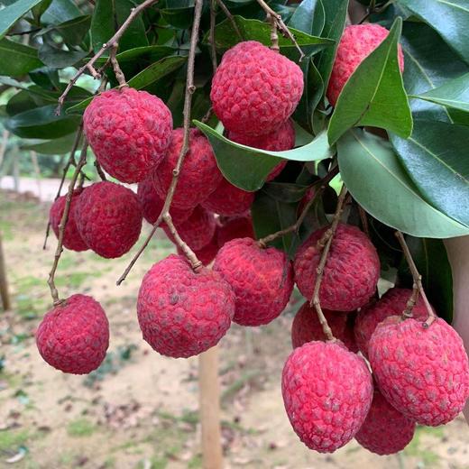 增城 仙进奉荔枝