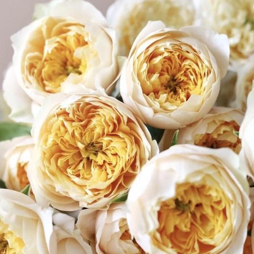 云南高原鲜花黄蝴蝶奥斯汀玫瑰10支明媚灿烂