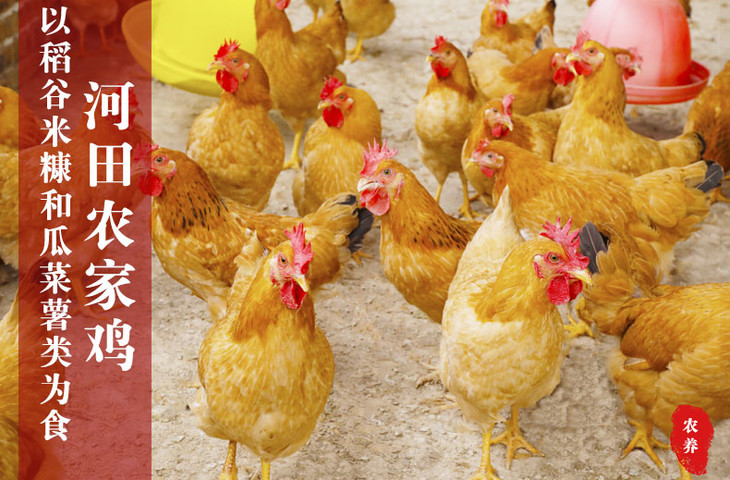 广东河源河田农家散养鸡走地鸡新鲜鸡肉1只约1kg左右非活体真空包装