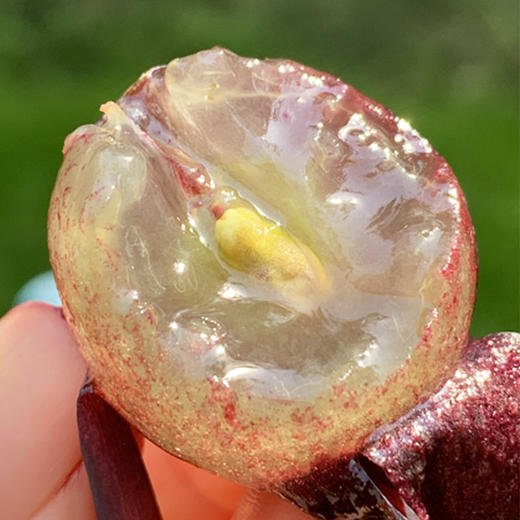 精品甜蜜巨峰葡萄  |  🌹雾蒙蒙的果粉，仙气十足，大小均匀，颗颗绛紫，果皮分离，细滑幼甜，甜滋滋的有味道～巨峰葡萄😍😍🍇 商品图1