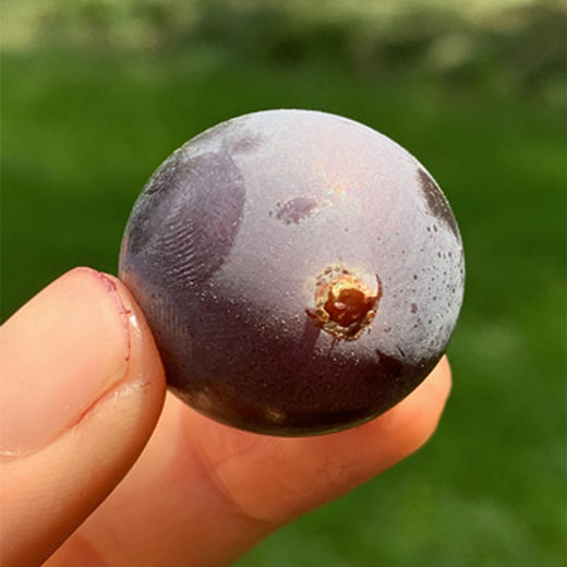 精品甜蜜巨峰葡萄  |  🌹雾蒙蒙的果粉，仙气十足，大小均匀，颗颗绛紫，果皮分离，细滑幼甜，甜滋滋的有味道～巨峰葡萄😍😍🍇 商品图2