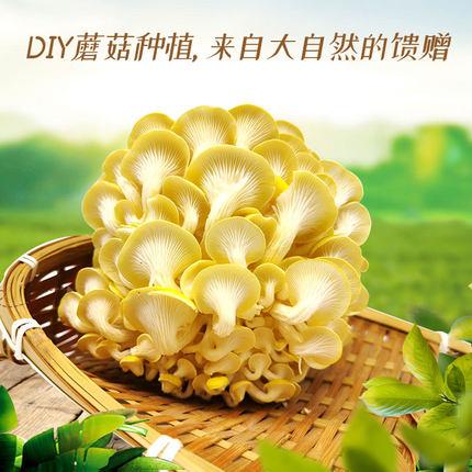 【福】考拉精灵DIY种植蘑菇（桃红平菇/秀珍菇/黄金菇/澳洲白平菇/香菇）多款可选 商品图5