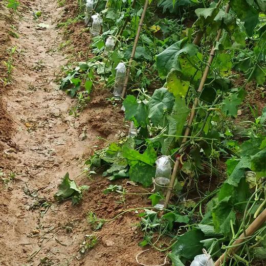 丝瓜水500毫升 商品图3