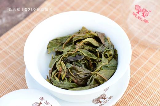 彩农茶｜老班章2020头春古树金玉天 商品图6