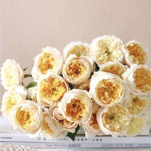 云南高原鲜花黄蝴蝶奥斯汀玫瑰10支明媚灿烂