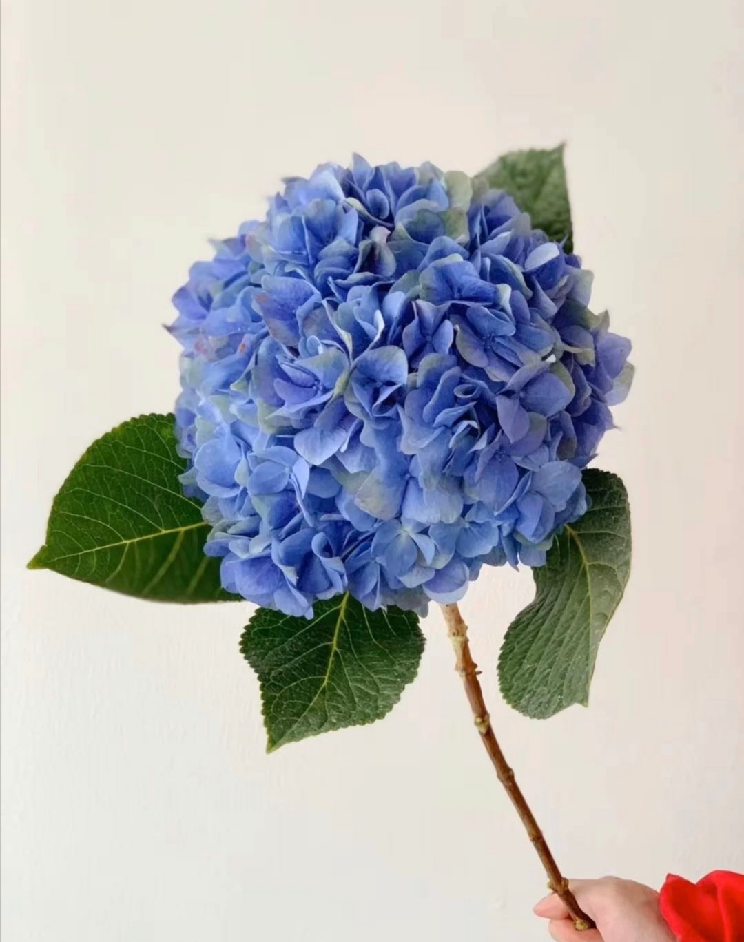 海蓝绣球（5月27日下午取花）， 蓝色绣球好看过分了呀！一枝原价59元，团购价16元/束