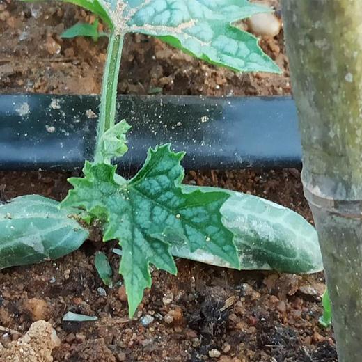 丝瓜水500毫升 商品图7