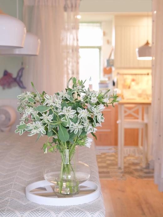 【周四团购】叶上花一把39.8元 2人拼团 商品图2