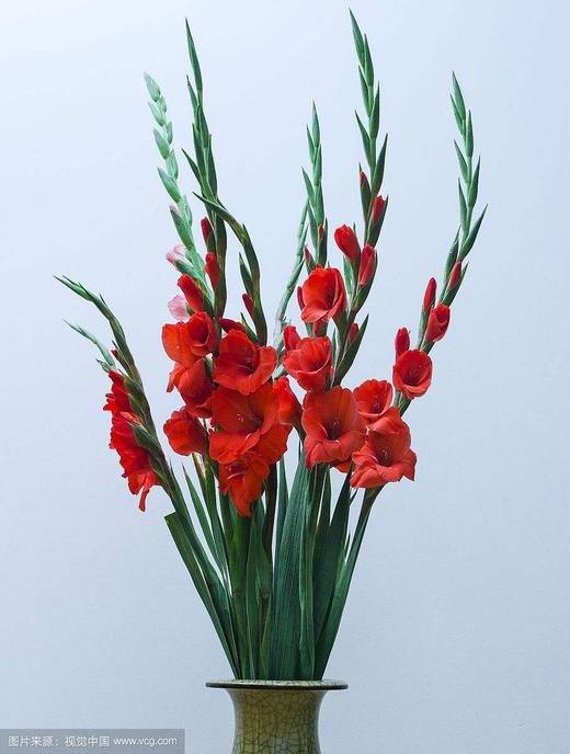 配花-本地剑兰红色-10枝/扎 商品图0