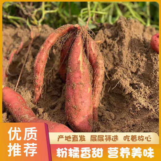 六鳌红蜜薯 商品图4