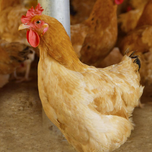 广东河源河田农家散养鸡走地鸡新鲜鸡肉1只约1kg左右非活体真空包装