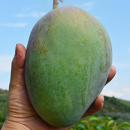 四川攀枝花凯特芒 芒果5斤/9斤装