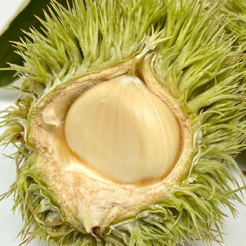 云南高原新鲜毛球嫩板栗5斤装原生态带绿壳