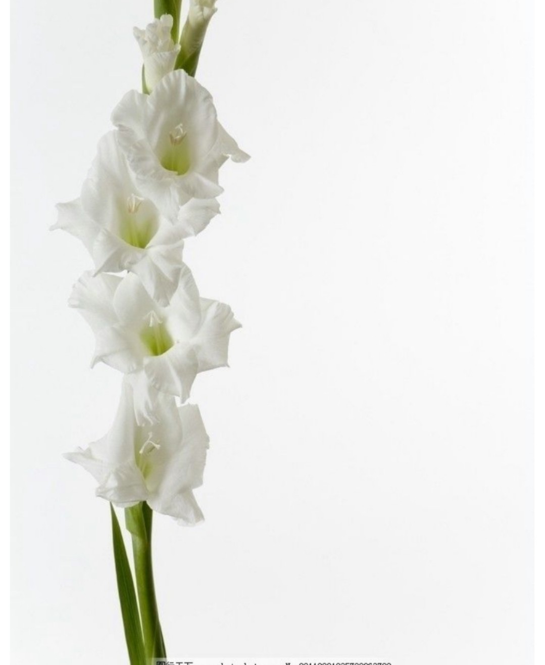 配花-剑兰白色-10枝/扎