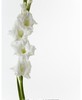 配花-剑兰白色-10枝/扎 商品缩略图0