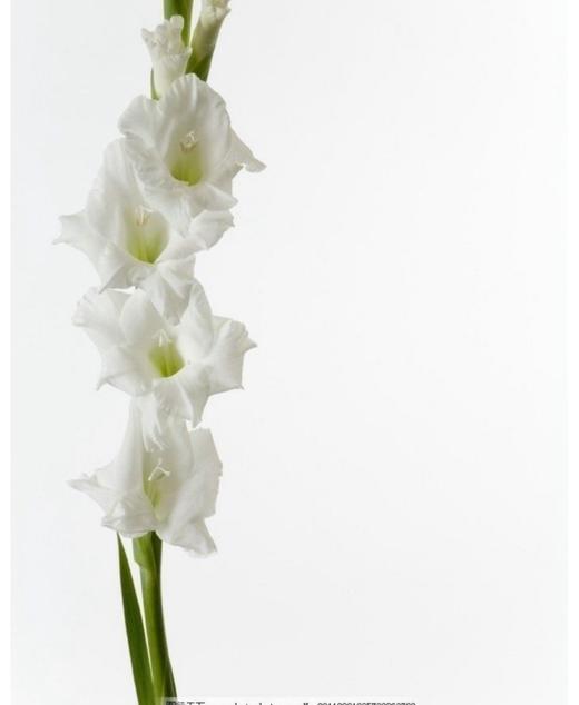 配花-剑兰白色-10枝/扎 商品图0