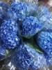 海蓝绣球（5月27日下午取花）， 蓝色绣球好看过分了呀！一枝原价59元，团购价16元/束 商品缩略图4