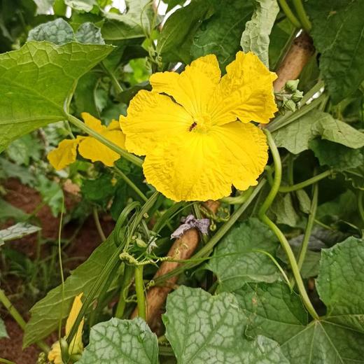 丝瓜水500毫升 商品图5