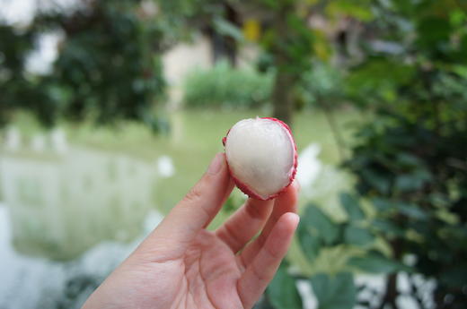 【晚熟 很甜 只卖5天 】来自福建莆田陈紫老树荔枝 商品图2