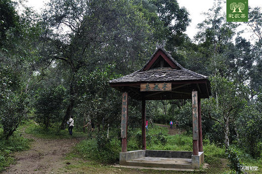 彩农茶｜景迈2020头春古树青饼 商品图5