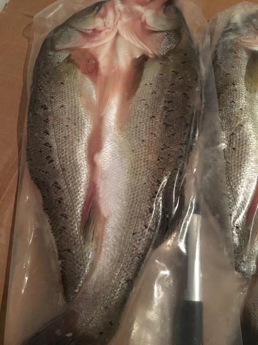 港岛姑娘 当天海钓手钓鲈鱼海鲈鱼七星海鲈鱼肉质弹嫩味美鲜甜0.9-1.1斤/条活冻 商品图2