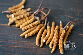 大断草（西藏那曲）