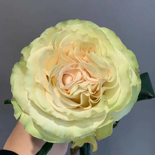 逸禾昆明优质新品玫瑰琉璃翠910枝此品种不会太开打