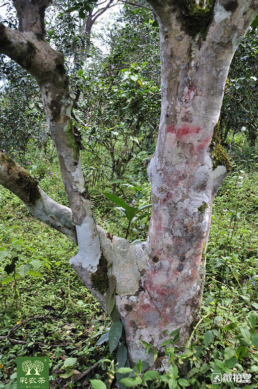 彩农茶｜景迈2020头春古树青饼 商品图8