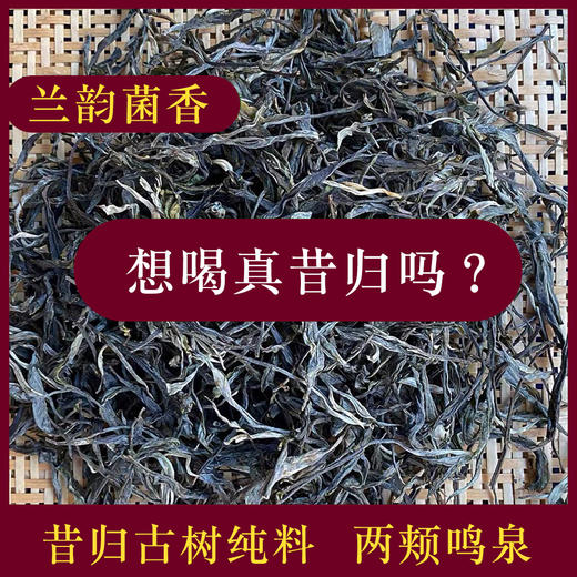 【2020昔归古树】昔归忙麓山核心产区挑采 商品图5