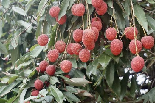 【晚熟 很甜 只卖5天 】来自福建莆田陈紫老树荔枝 商品图1