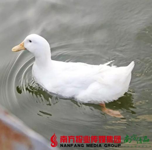 【珠三角包邮】白鸭 3-3.5斤/ 只  （2月20日到货） 商品图0