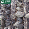 裕德源有机段木通江黑木耳200g家庭装 三级 商品缩略图4