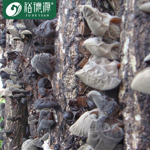 裕德源有机段木通江黑木耳200g家庭装 三级 商品图4