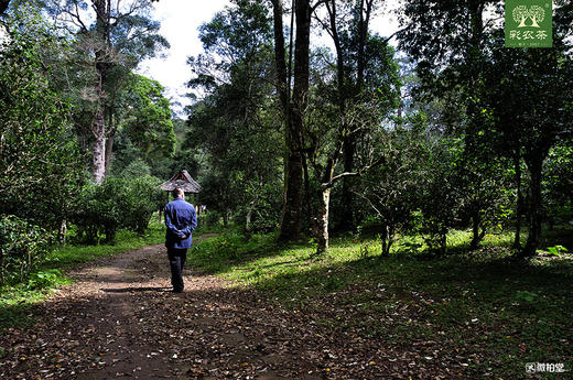 彩农茶｜景迈2020头春古树青饼 商品图9