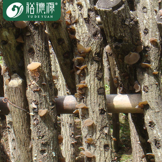 裕德源有机段木通江黑木耳200g家庭装 三级 商品图1