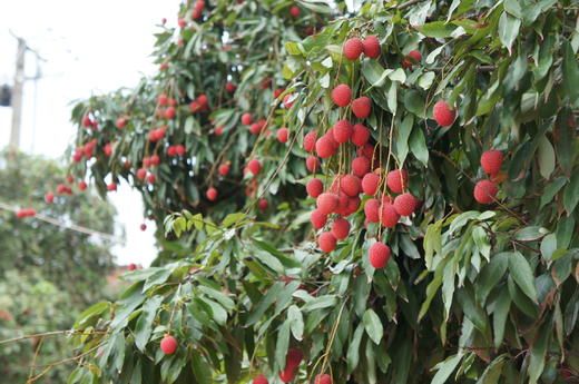 【晚熟 很甜 只卖5天 】来自福建莆田陈紫老树荔枝 商品图4