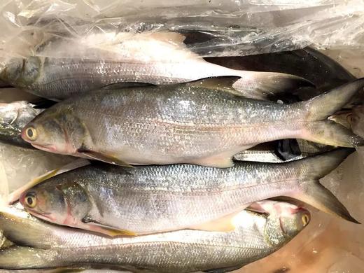 港岛姑娘 直发午鱼马友鱼午笋鱼肉质超嫩宝宝特选辅食0.6-0.7/条活冻 商品图2