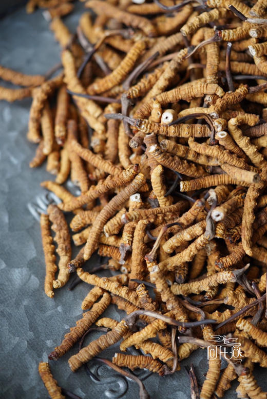 大断草（西藏那曲） 商品图2