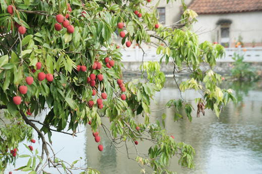 【晚熟 很甜 只卖5天 】来自福建莆田陈紫老树荔枝 商品图3