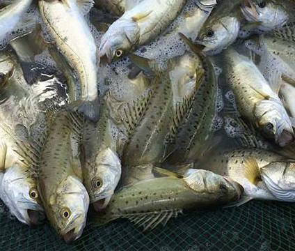 港岛姑娘 当天海钓手钓鲈鱼海鲈鱼七星海鲈鱼肉质弹嫩味美鲜甜0.9-1.1斤/条活冻 商品图0