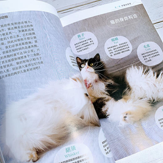 猫科专家教你养猫 新猫养护指南 新手养猫手册 商品图3