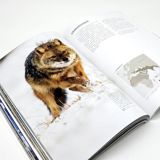 犬科动物图鉴:狼·犬·狐狸