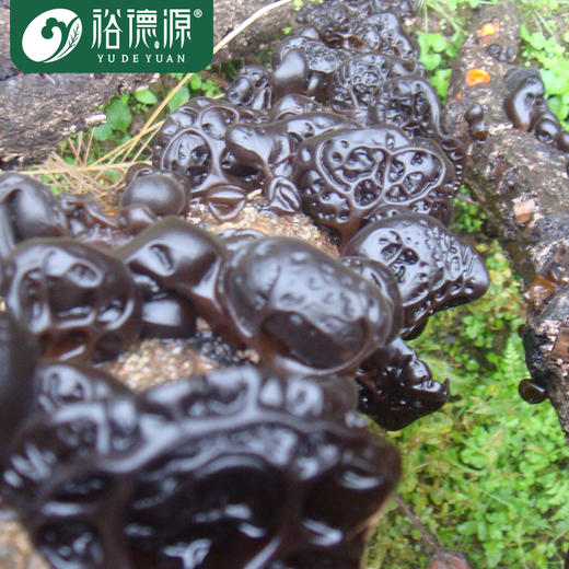 裕德源有机段木通江黑木耳200g家庭装 三级 商品图3