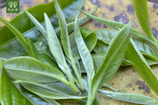 彩农茶｜景迈2020头春古树青饼 商品图10